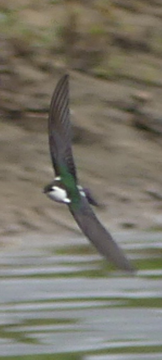 Violet-green Swallow - ML615147216