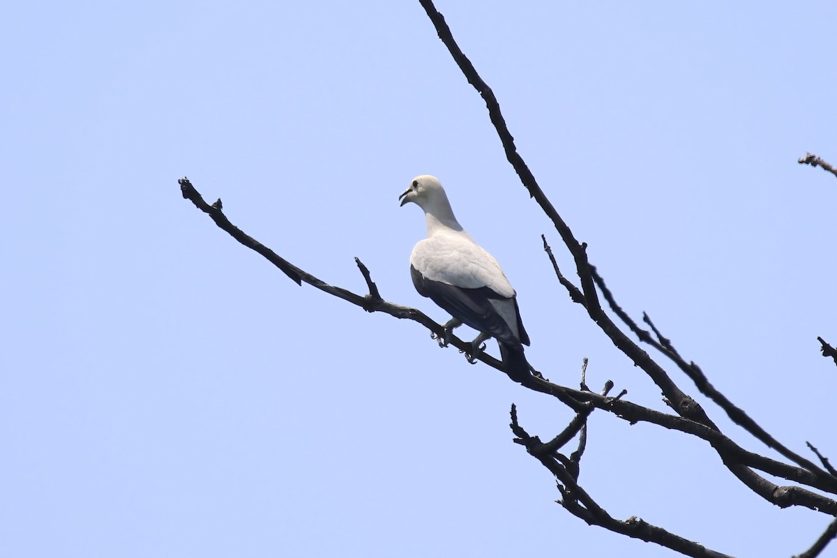 Pied Imperial-Pigeon - Jildert Hijlkema