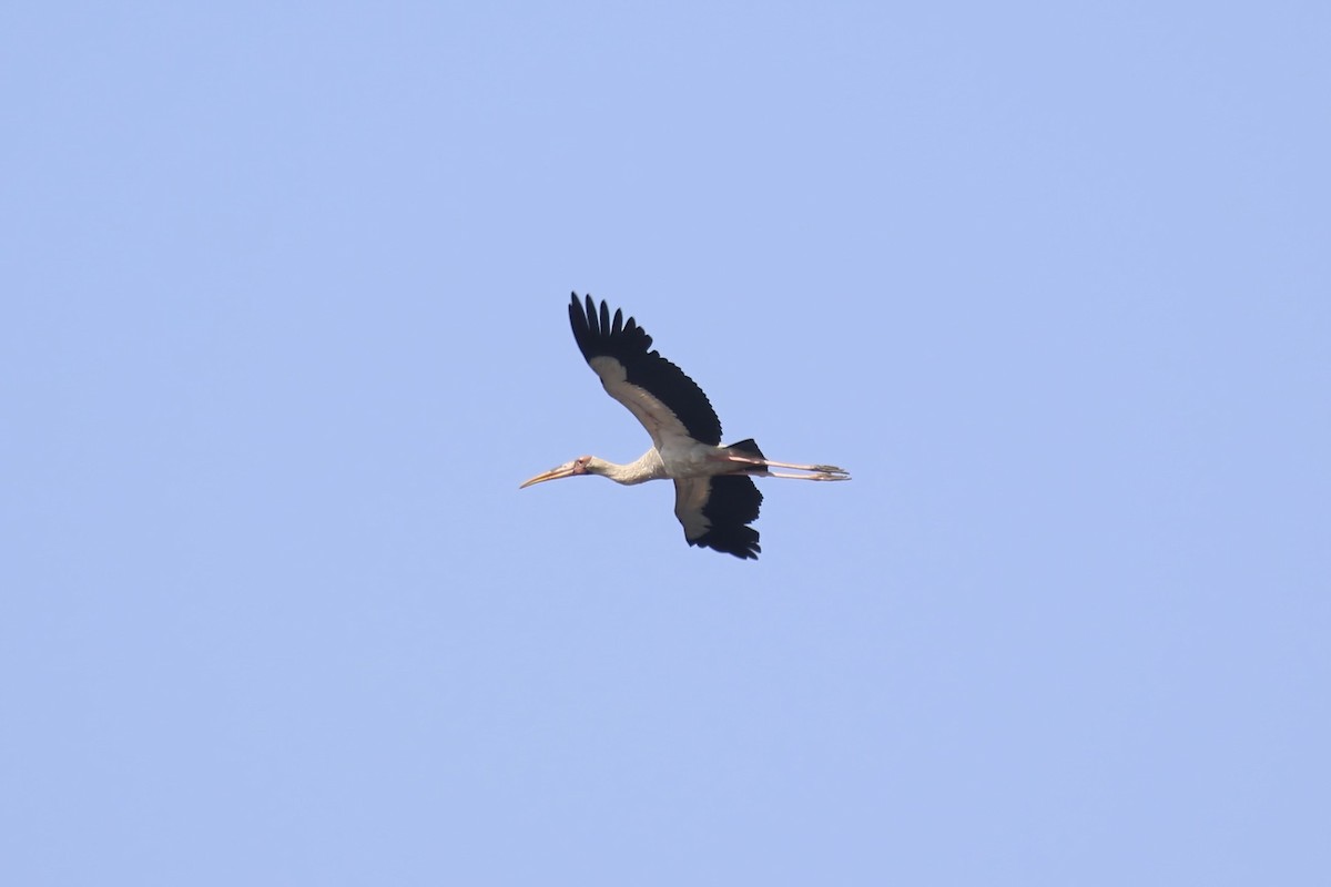 malaystork - ML615147232