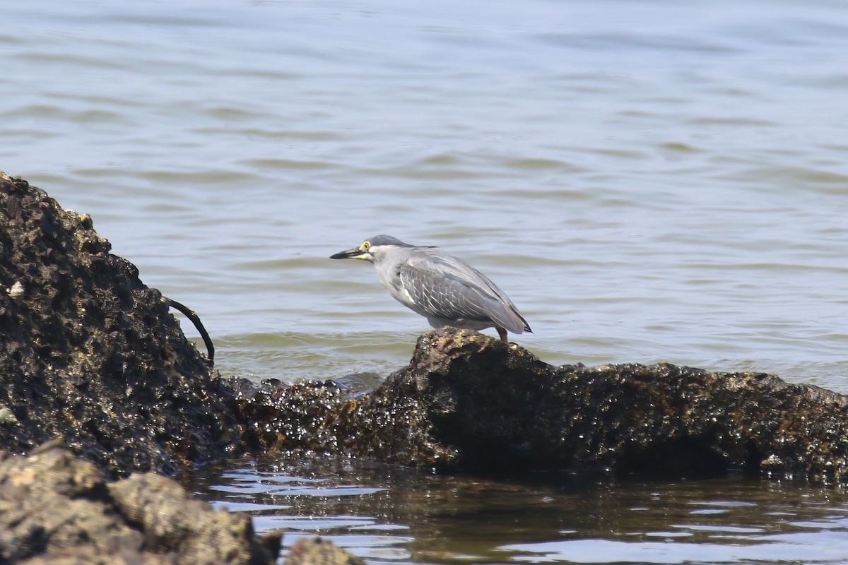 Striated Heron - Jildert Hijlkema