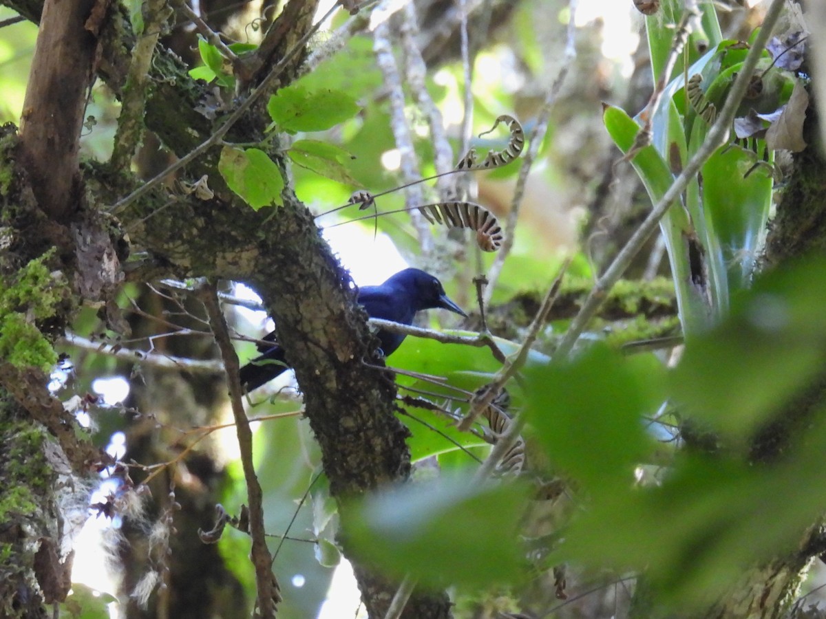 Jamaican Blackbird - ML615147247