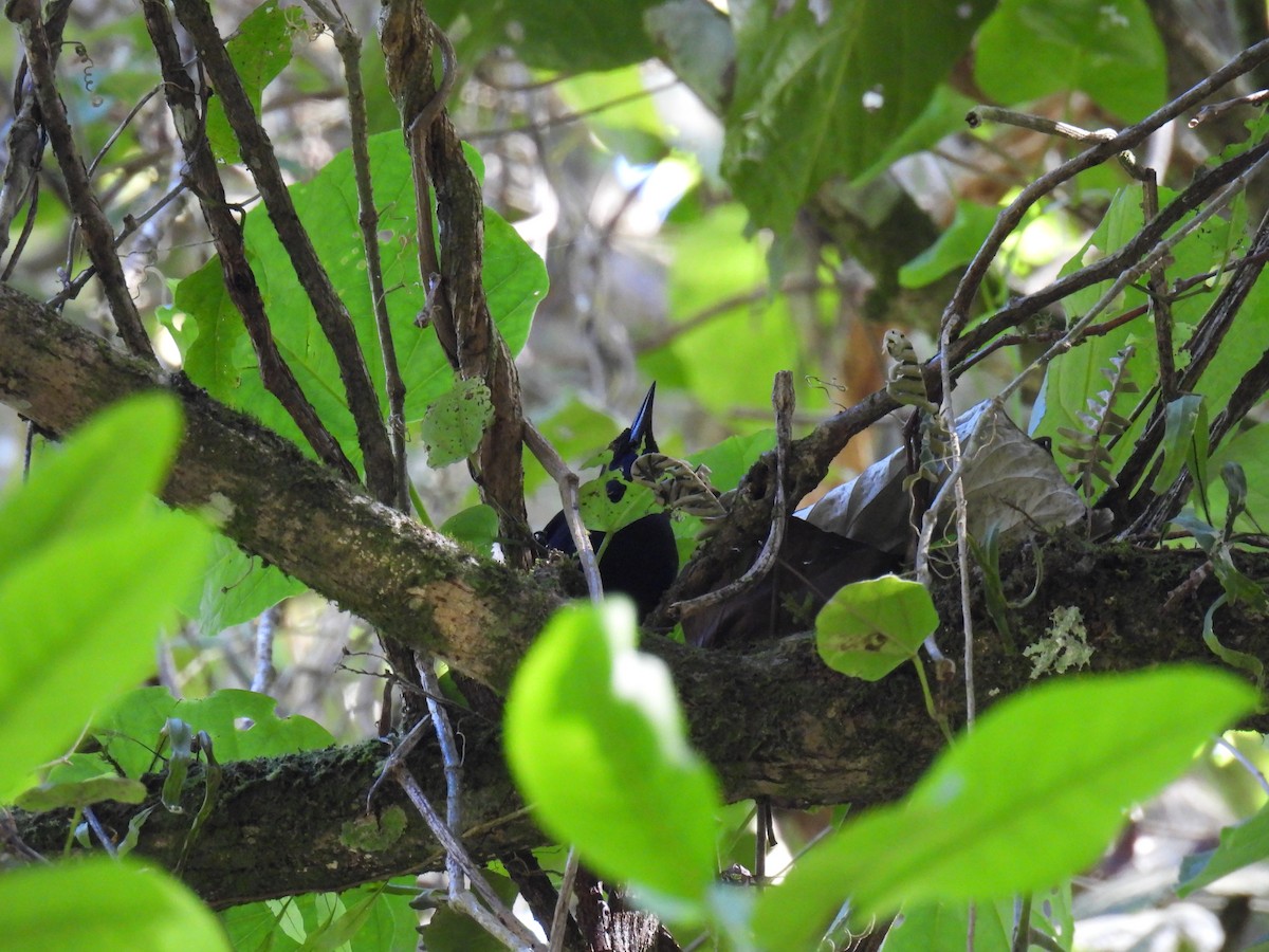 Jamaican Blackbird - ML615147248