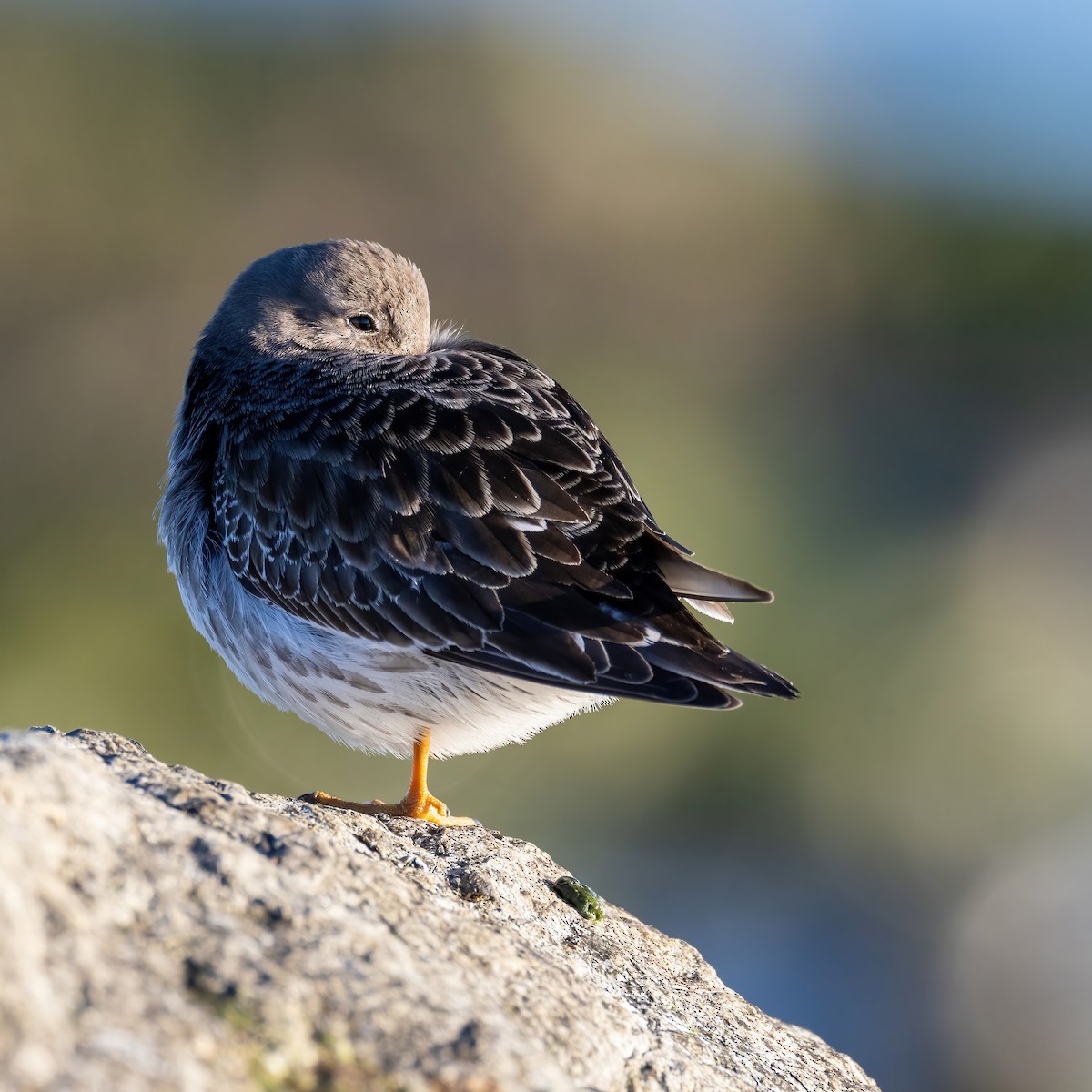 Purple Sandpiper - Kevin Berkoff