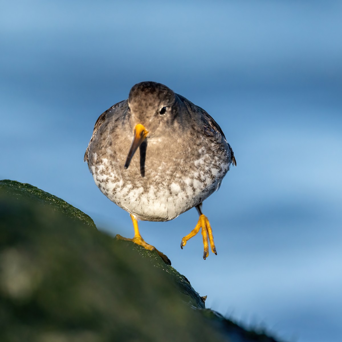 Purple Sandpiper - Kevin Berkoff