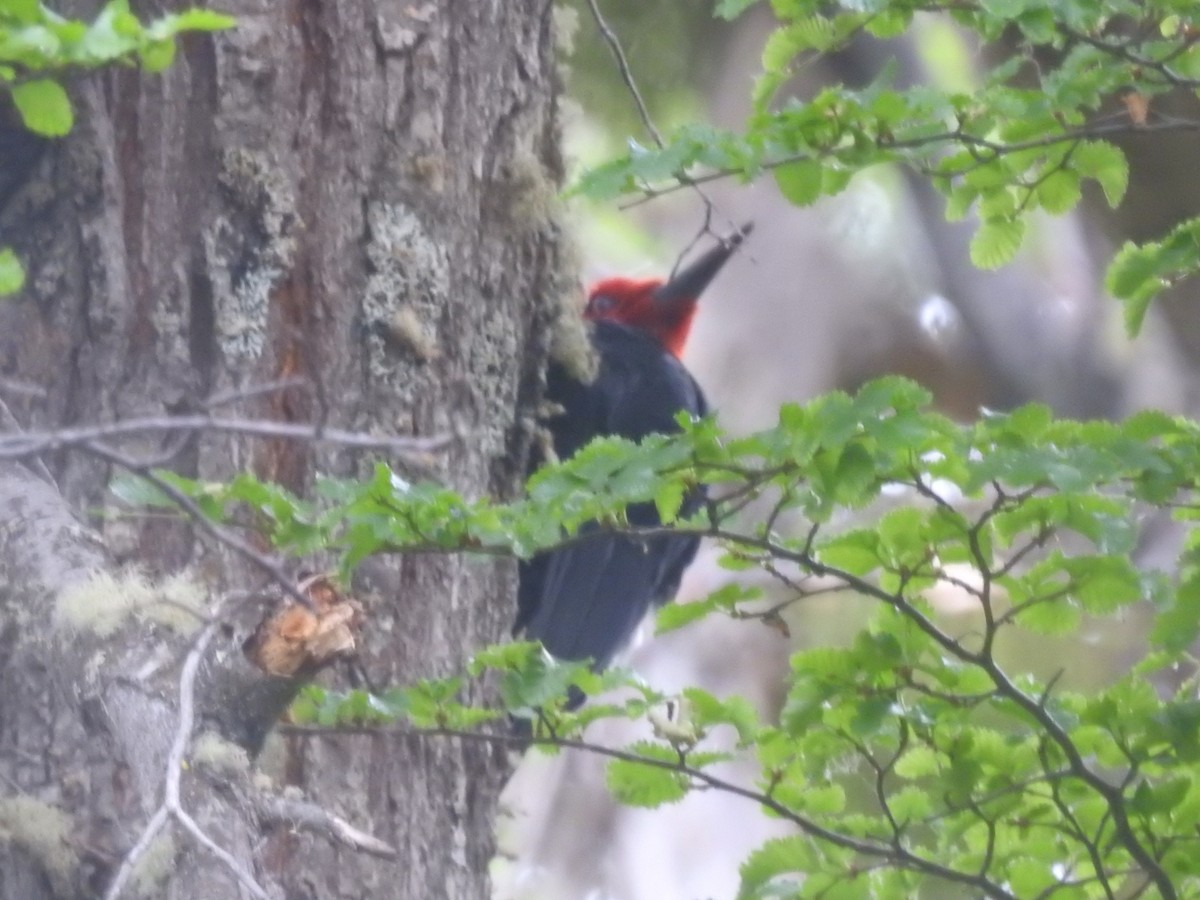 Magellanic Woodpecker - ML615147310