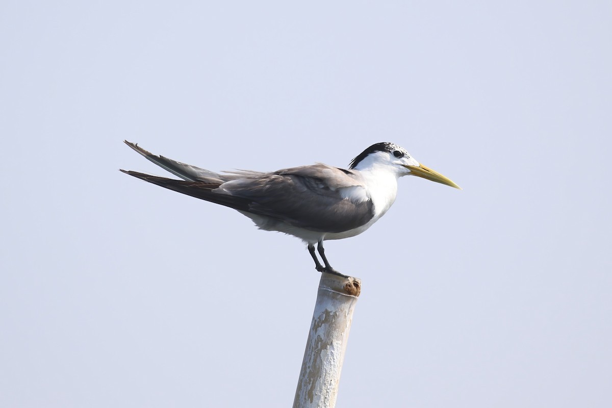 Great Crested Tern - ML615147328