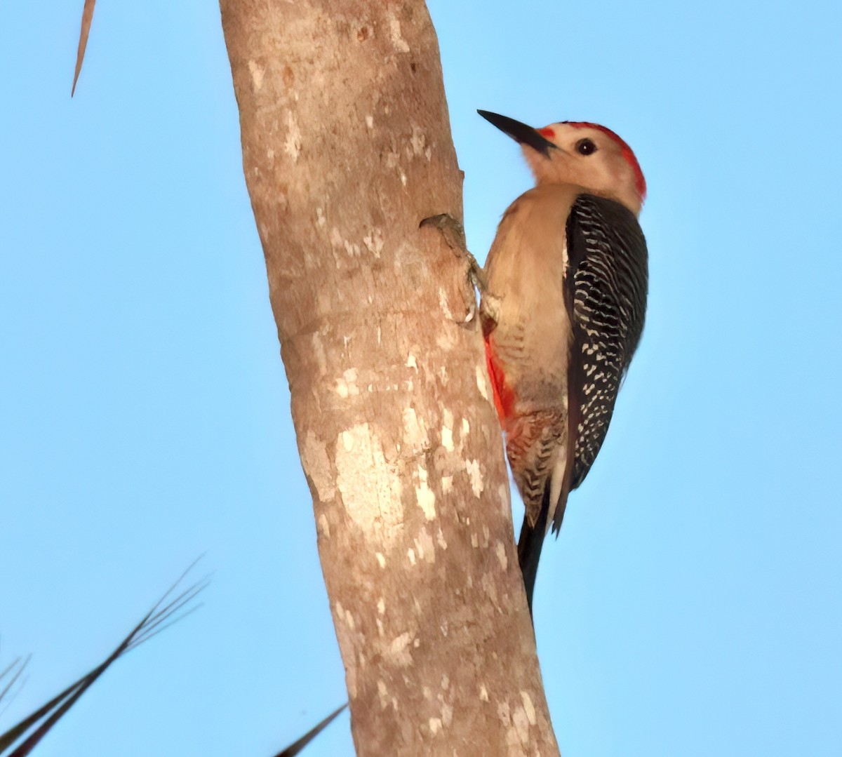 Golden-fronted Woodpecker - ML615147372