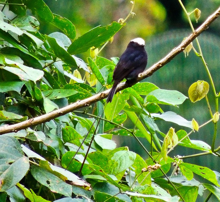 Long-tailed Tyrant - ML615147459