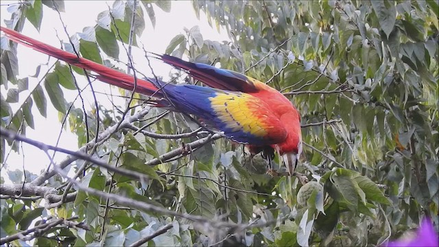 Scarlet Macaw - ML615147469