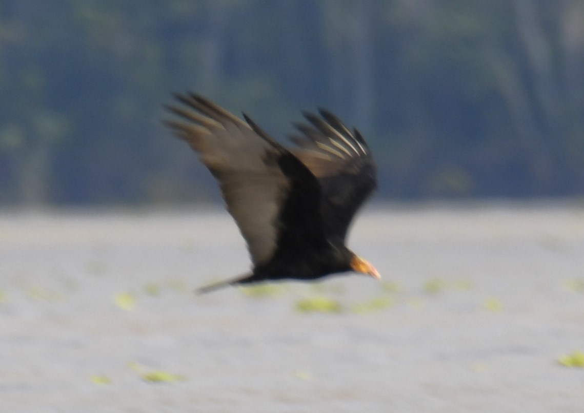 Lesser Yellow-headed Vulture - ML615147471