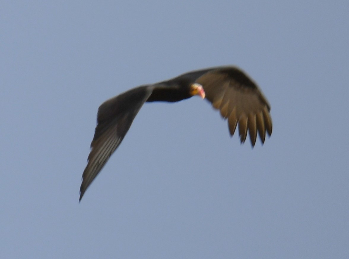 Lesser Yellow-headed Vulture - ML615147475