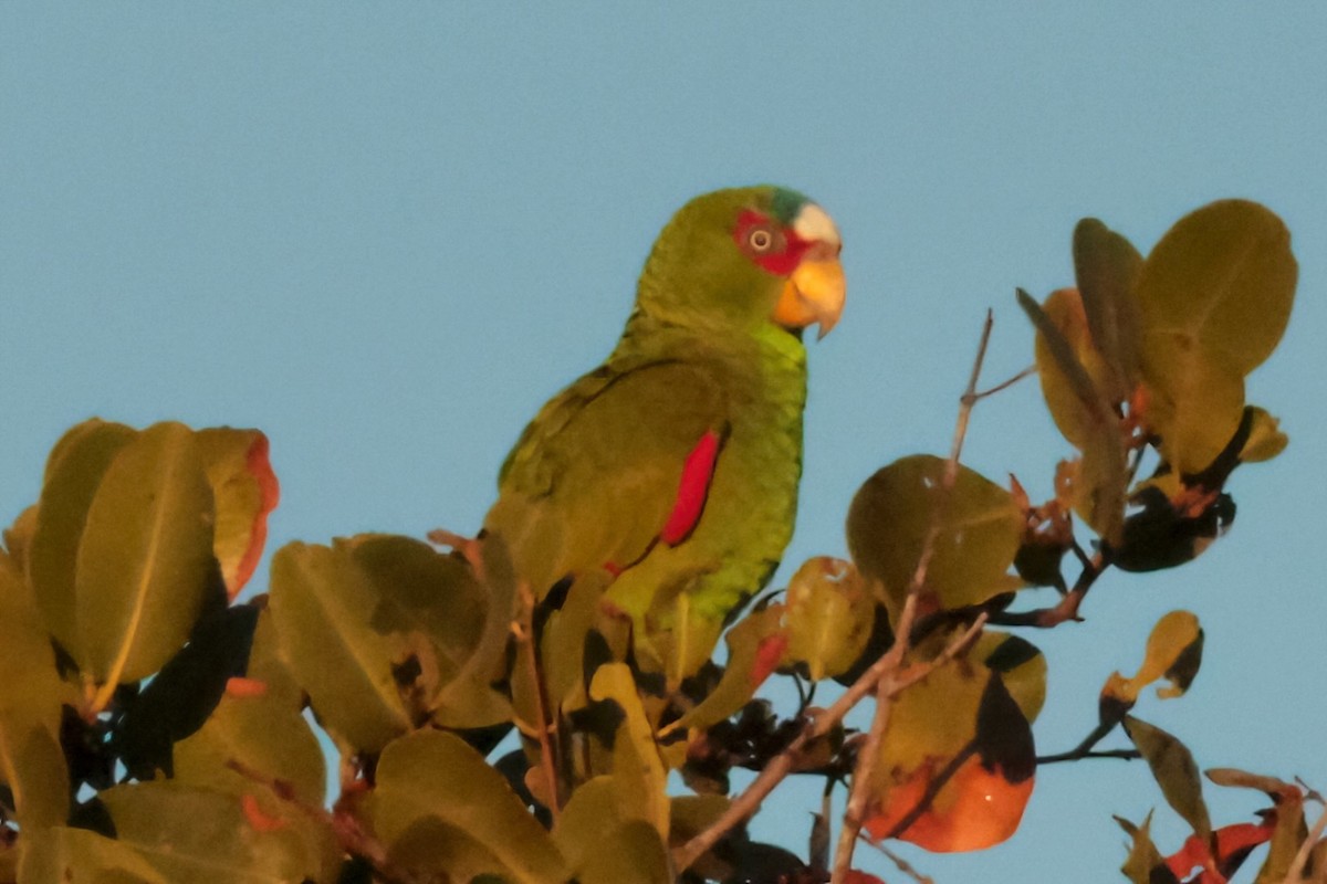White-fronted Parrot - ML615147490