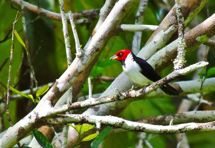 Red-capped Cardinal - ML615147516