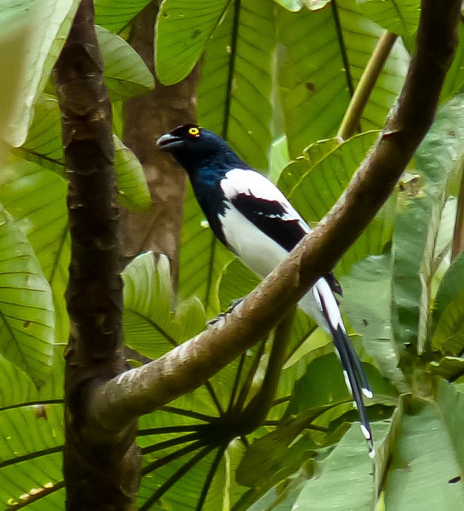 Magpie Tanager - ML615147524