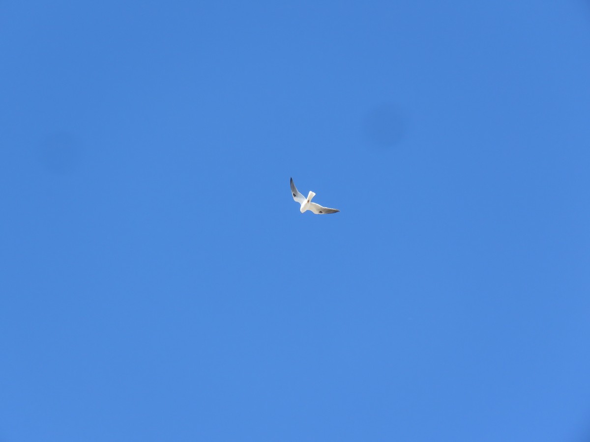 White-tailed Kite - William Marengo