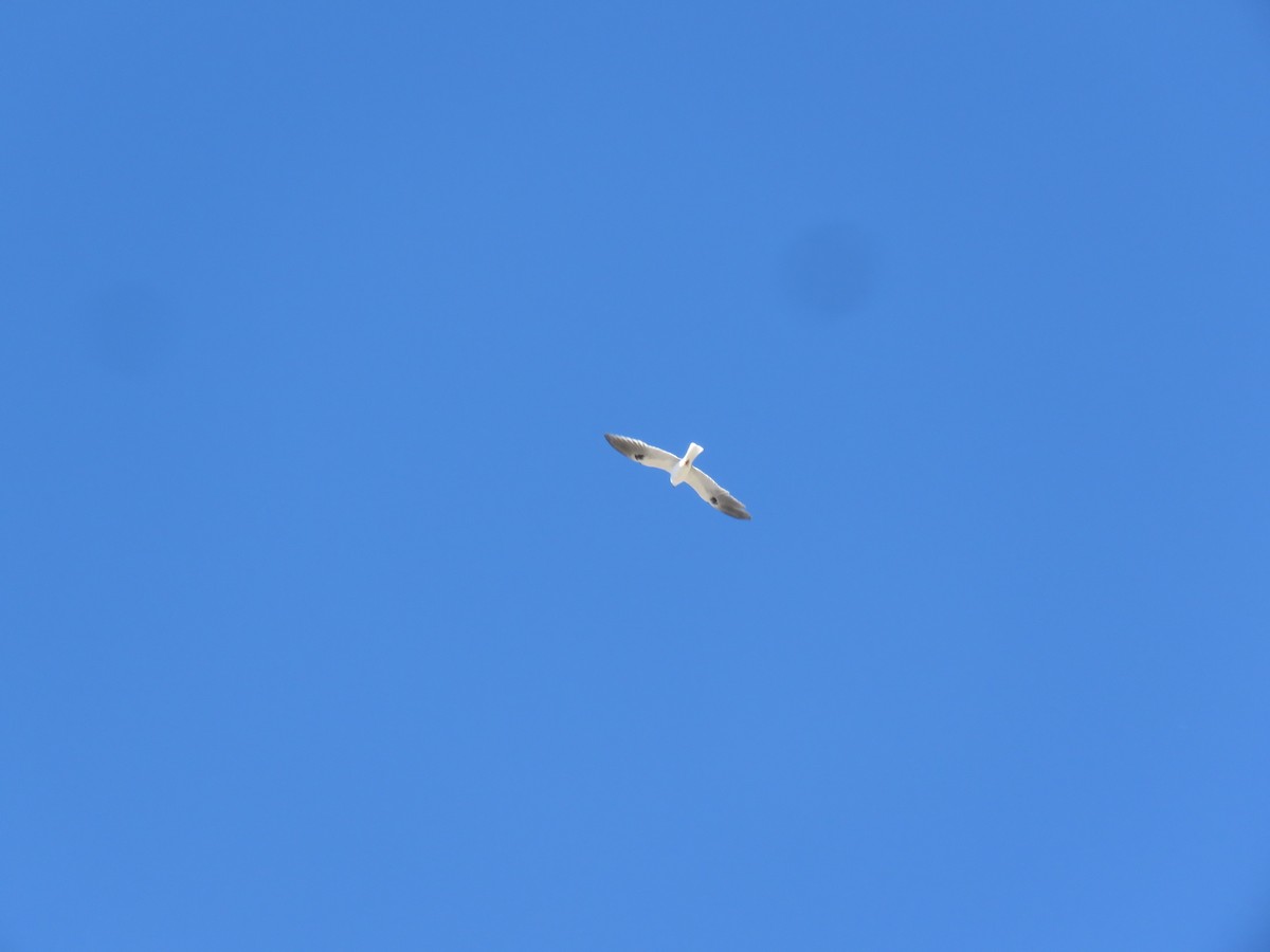 White-tailed Kite - ML615147526