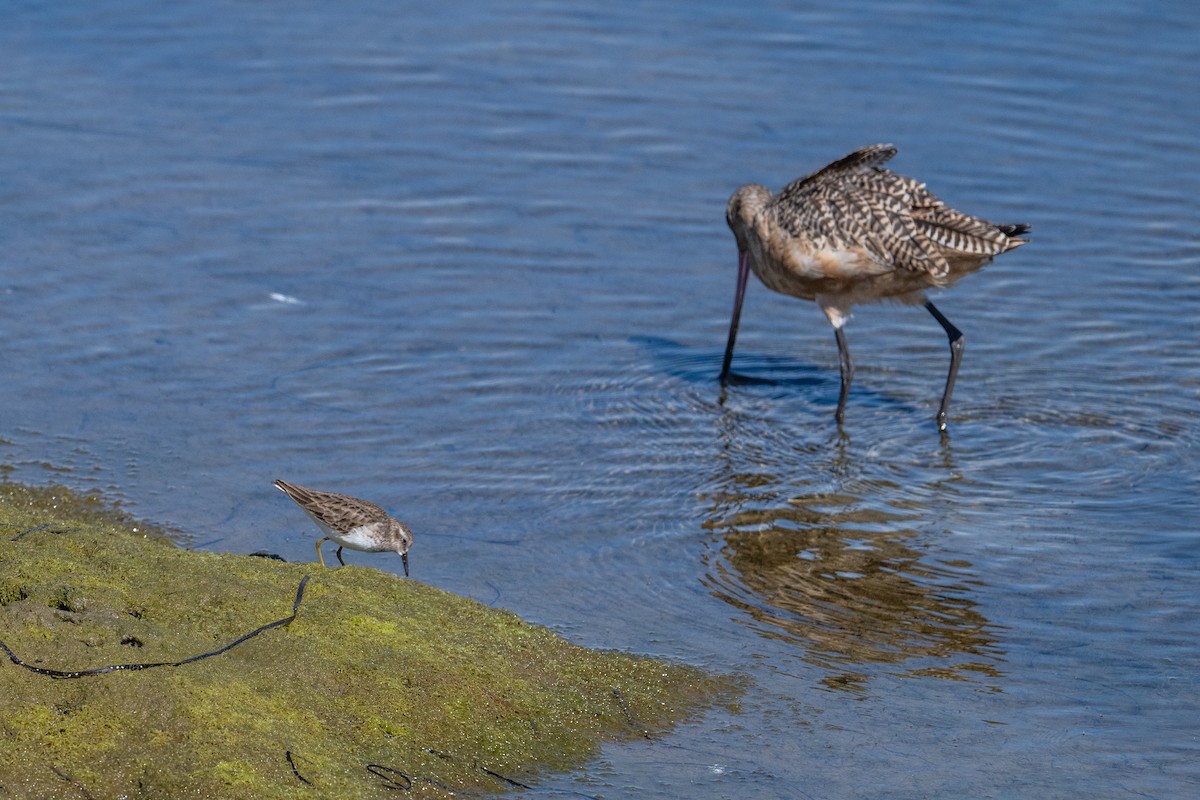 pygmésnipe - ML615147568