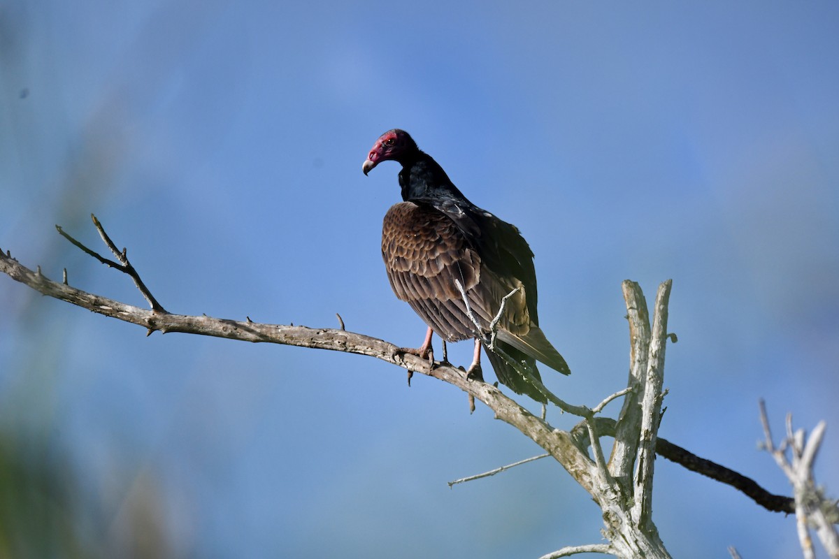 Turkey Vulture - ML615147572