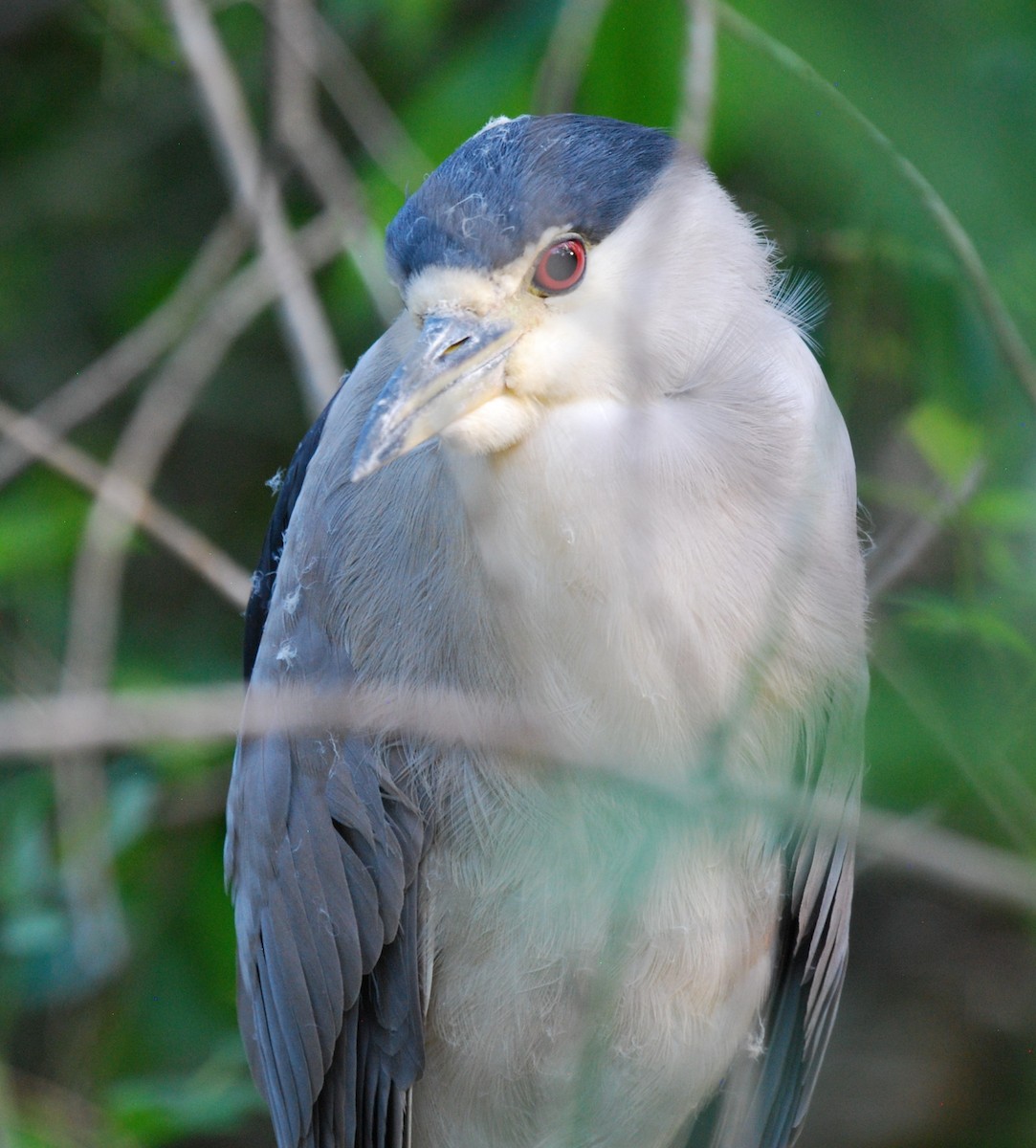 Black-crowned Night Heron - ML615147612