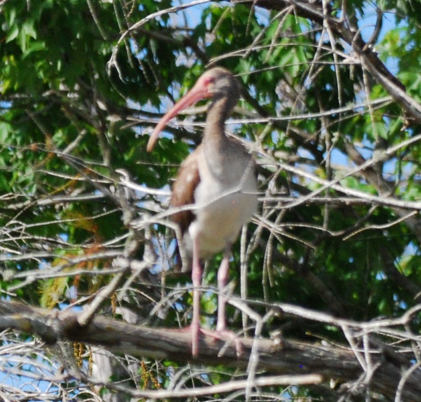 White Ibis - Rick Raymondi