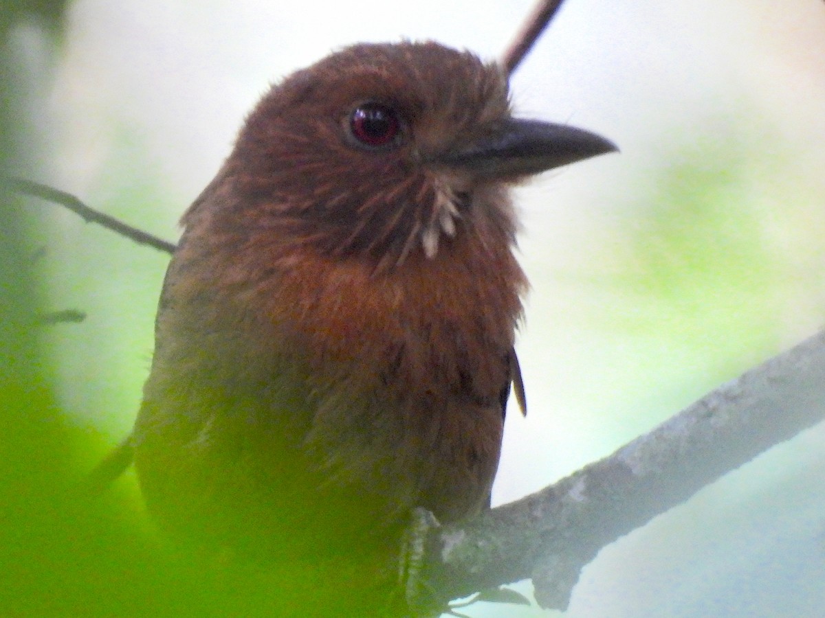 White-whiskered Puffbird - ML615147632