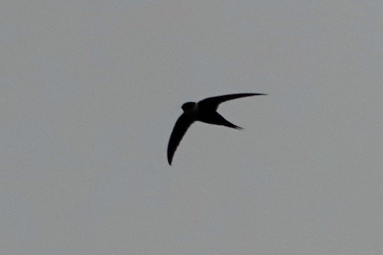 Lesser Swallow-tailed Swift - ML615147662