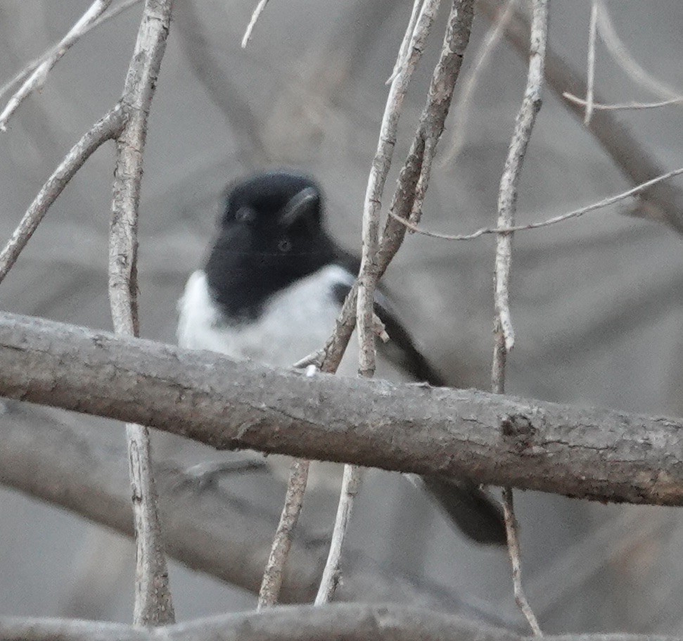 Hooded Robin - ML615147666