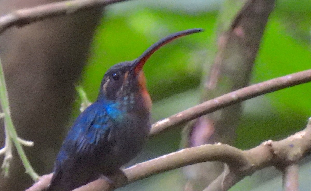 kolibřík šedobřichý - ML615147667