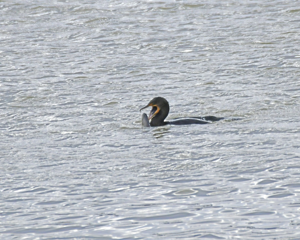 Cormoran à aigrettes - ML615147679