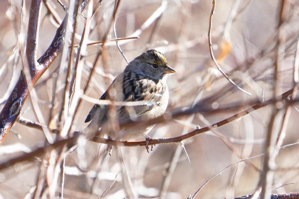 Golden-crowned Sparrow - Glenn Walbek