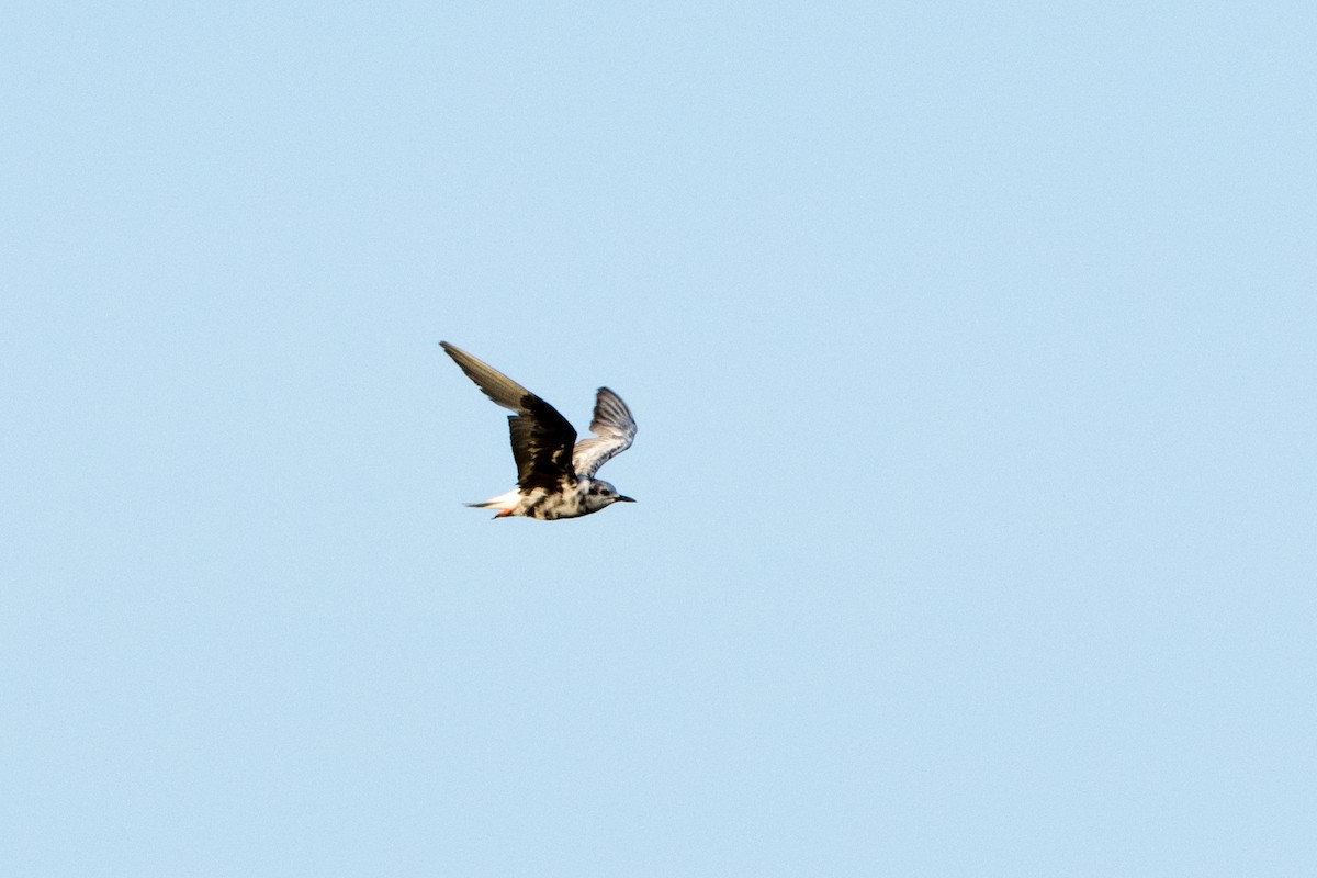 White-winged Tern - Mona Kiepert