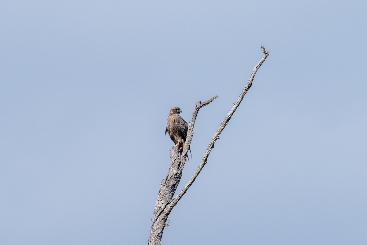 Red-tailed Hawk - ML615147780