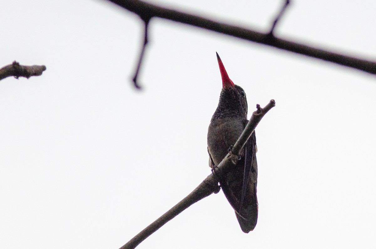 kolibřík zlatoocasý - ML615147818