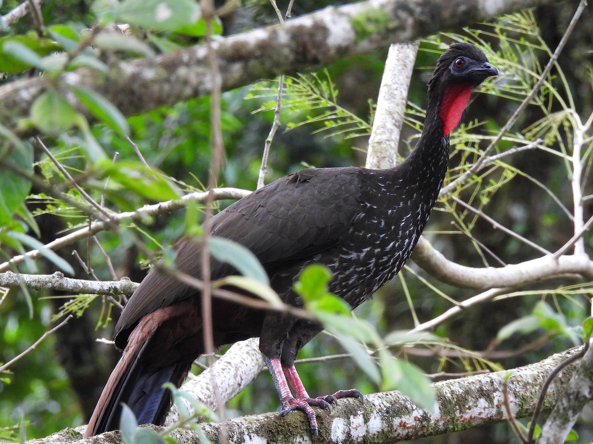 Crested Guan - ML615147903