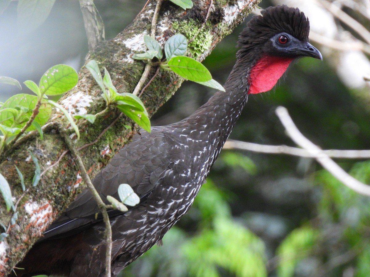 Crested Guan - ML615147904