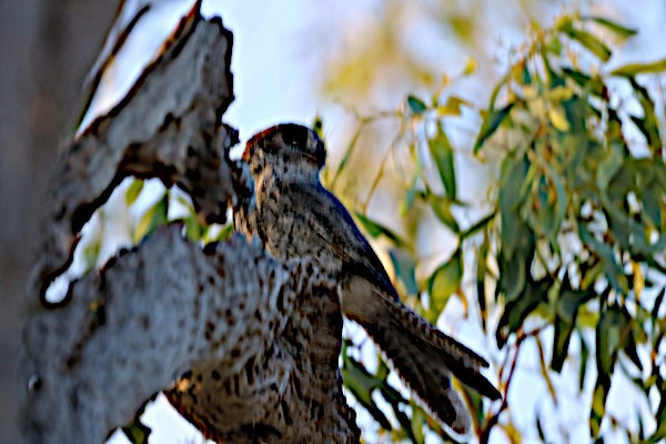 Australian Owlet-nightjar - ML615147949