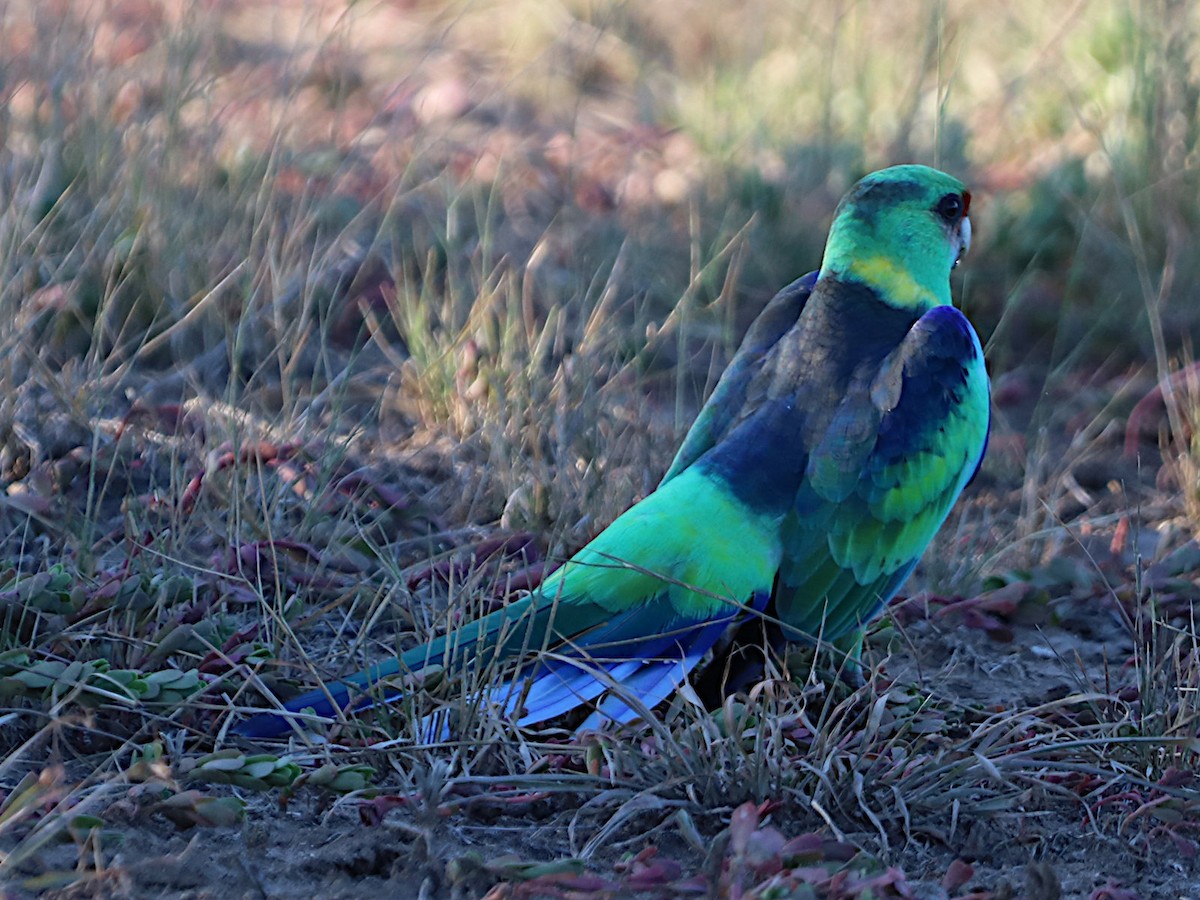 Perico de Port Lincoln (barnardi) - ML615147996