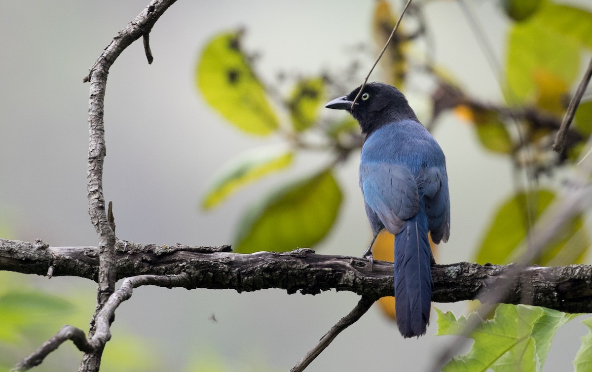 Bushy-crested Jay - ML61514811