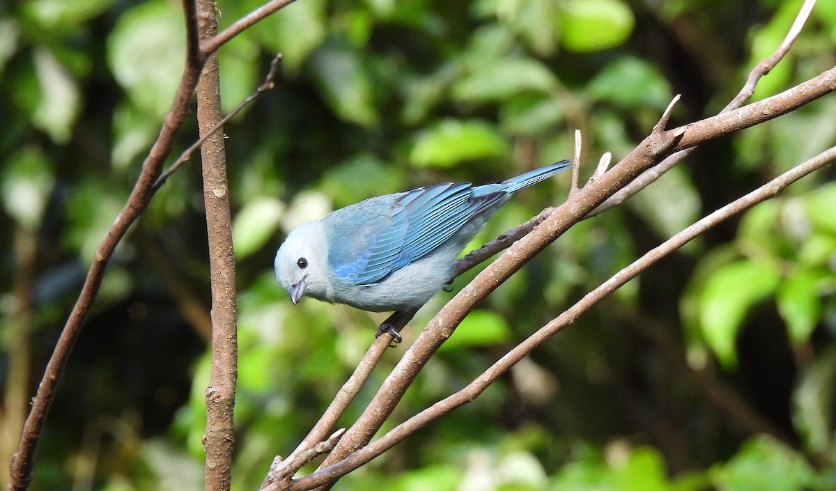 Blue-gray Tanager - ML615148122
