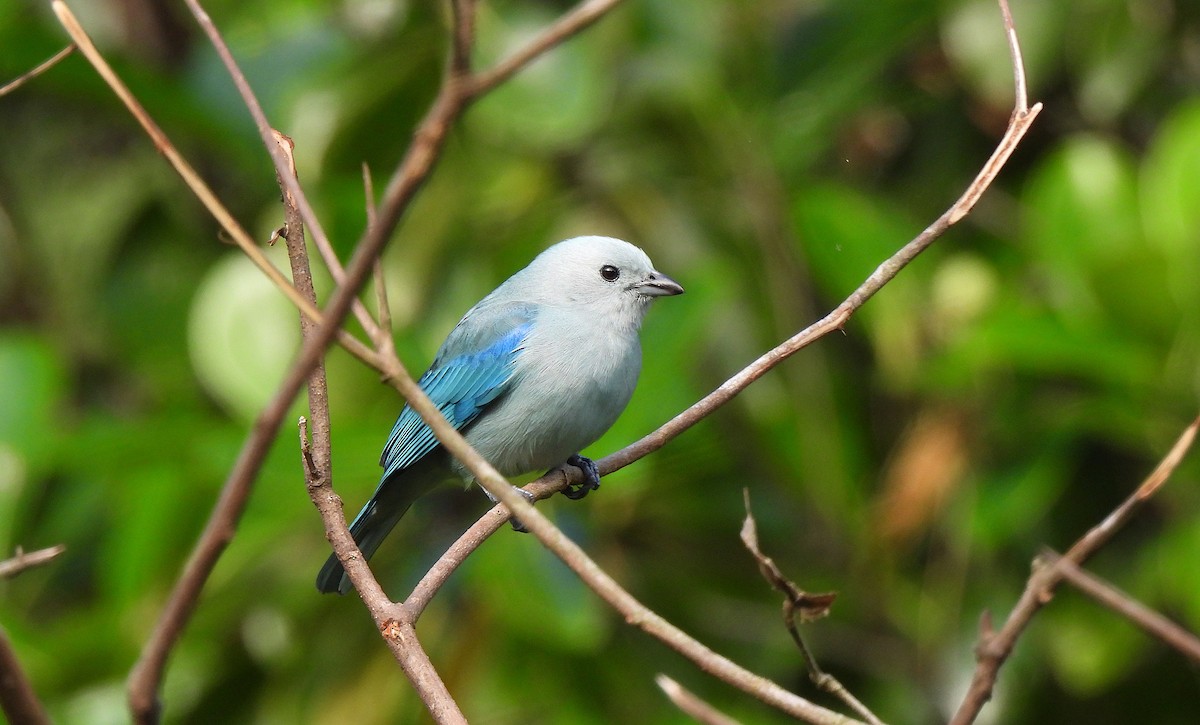 Blue-gray Tanager - ML615148123