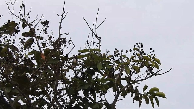 Siamese Pied Starling - ML615148132