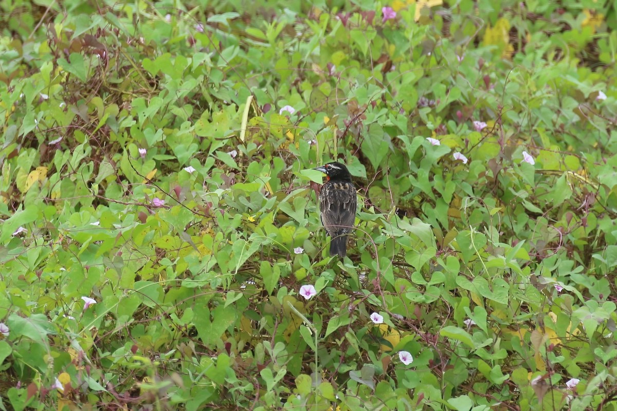 Peruvian Meadowlark - ML615148140