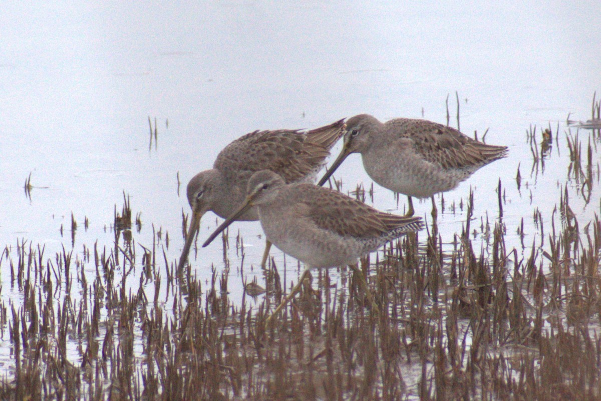 Long-billed Dowitcher - ML615148156
