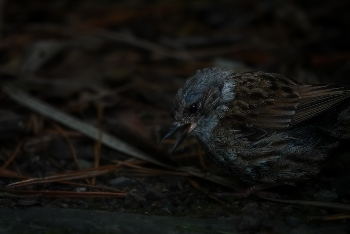 Dunnock - ML615148160