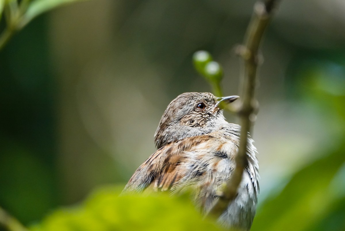 Dunnock - ML615148161