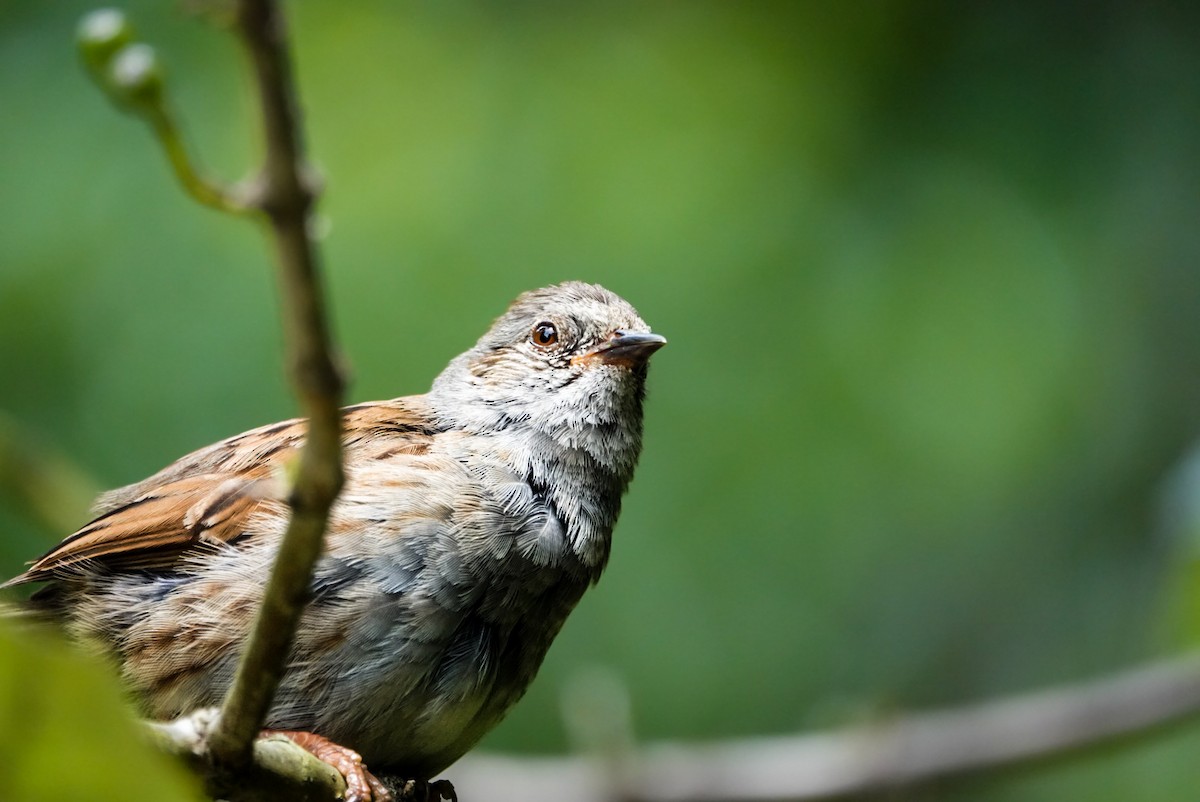 Dunnock - ML615148162