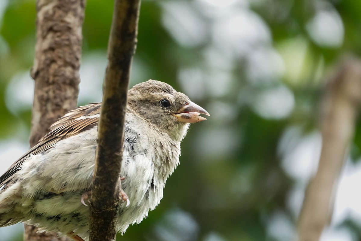 House Sparrow - ML615148198