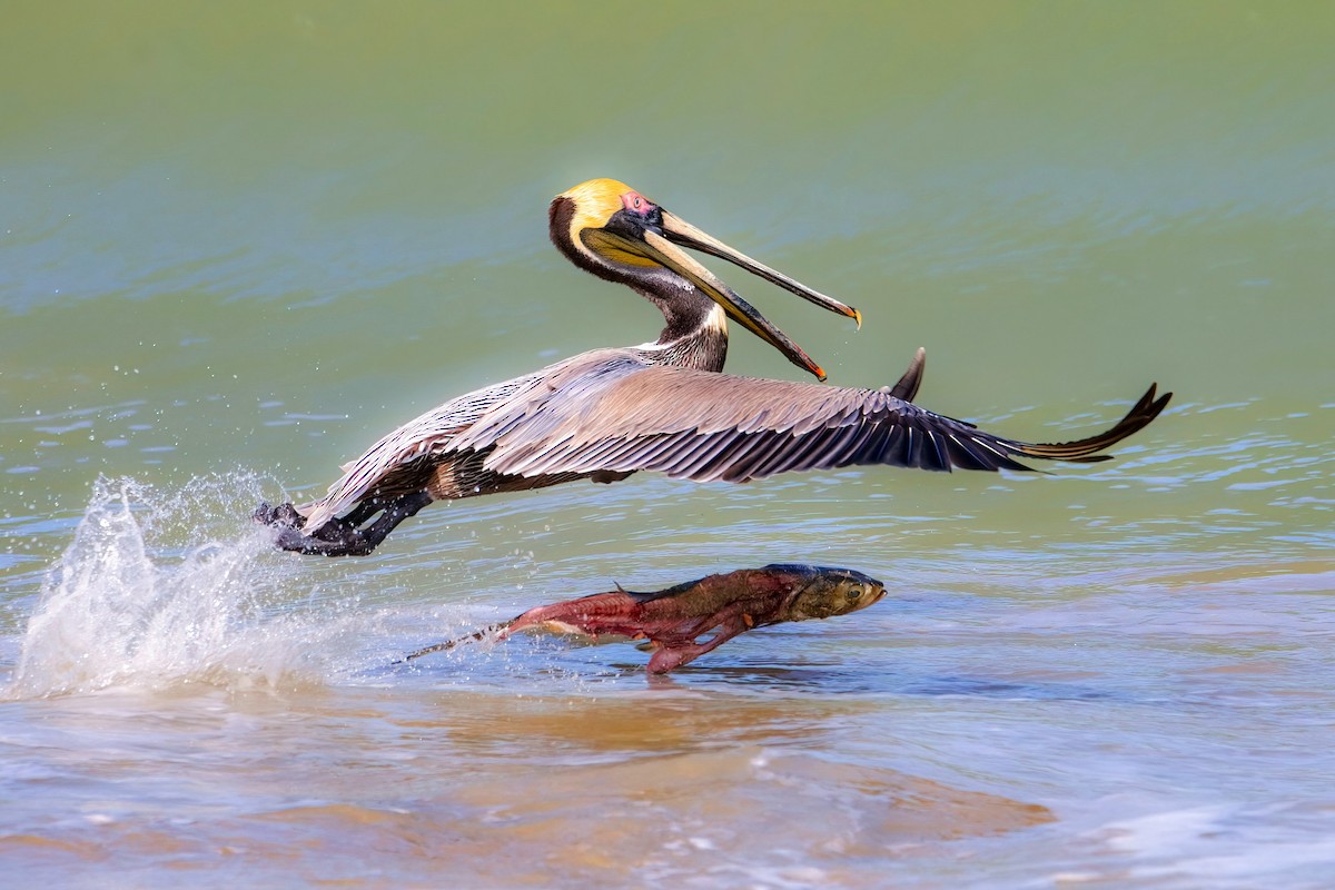 Brown Pelican - A W