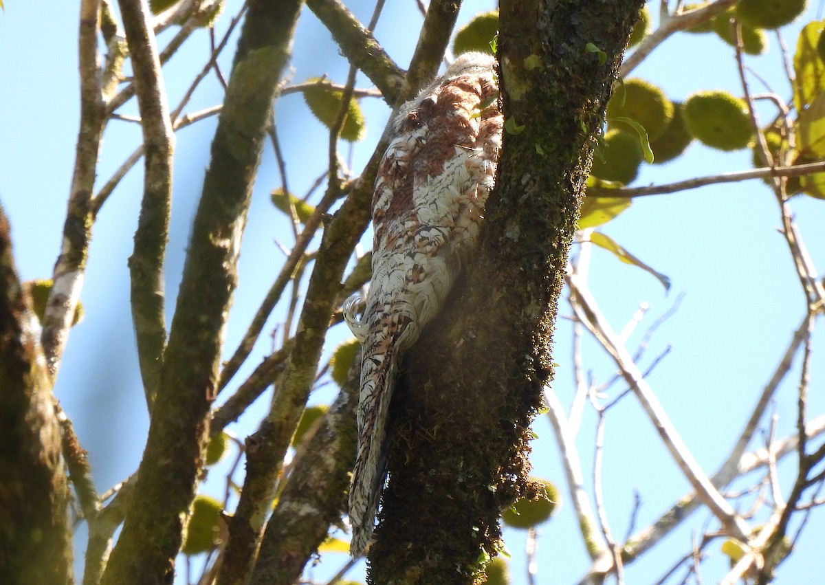 Great Potoo - ML615148208