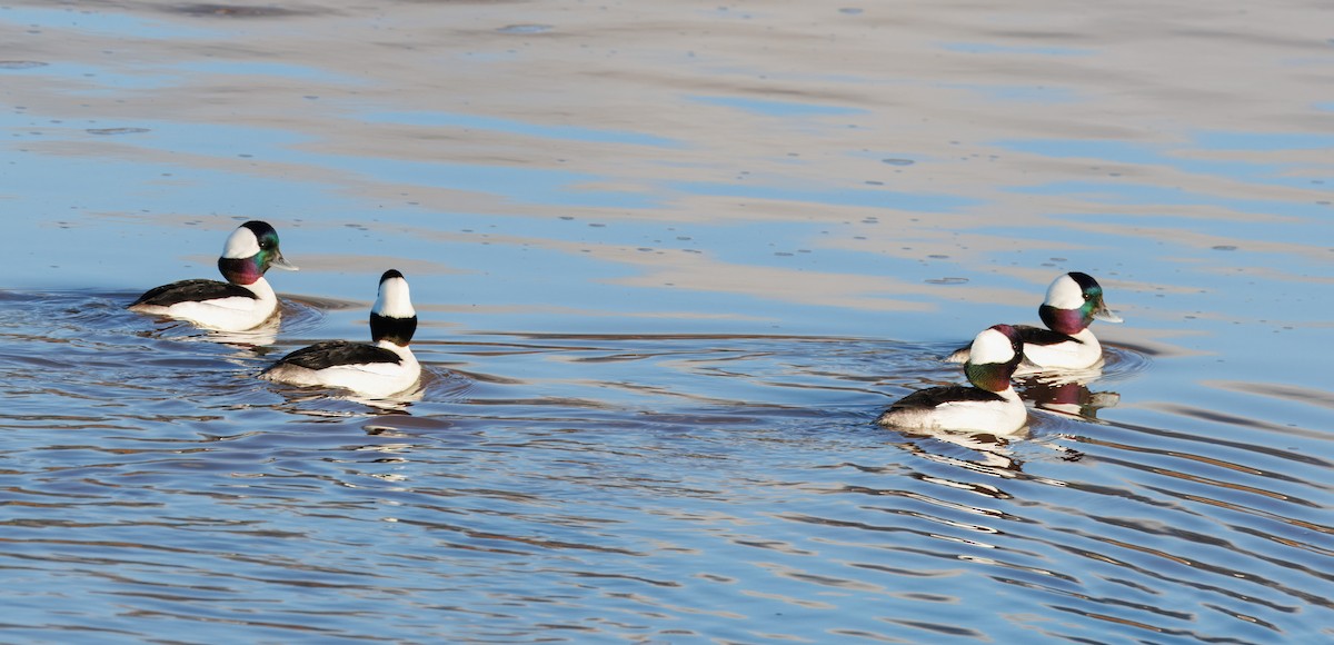 Bufflehead - ML615148218